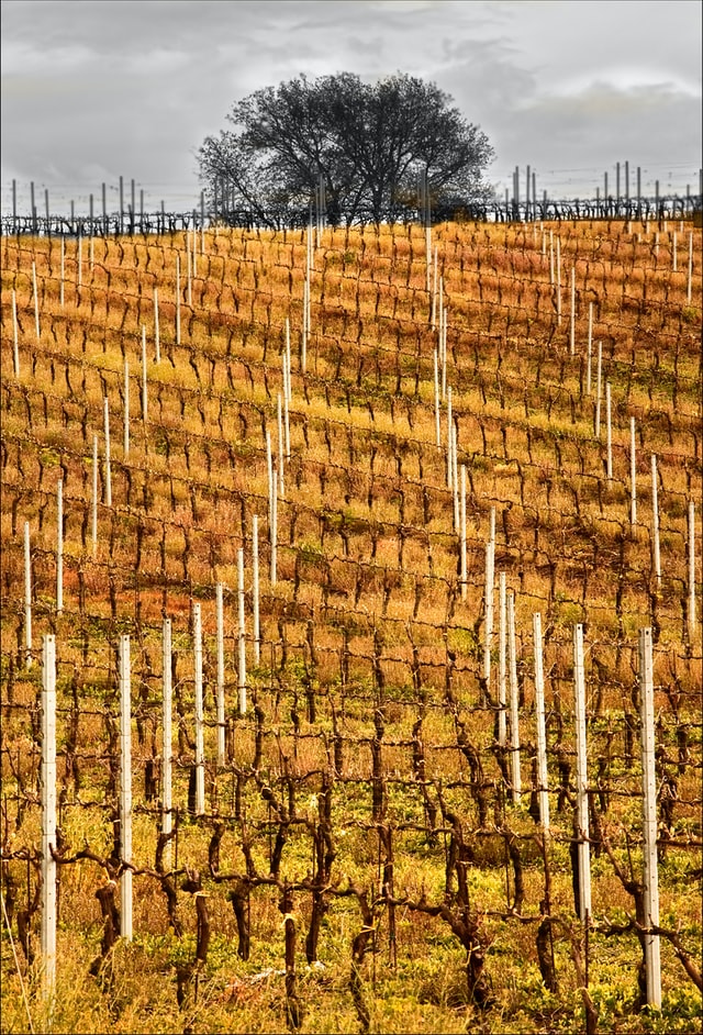 vinregionen Basilicata