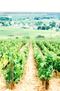 Le vignoble de Bourgogne